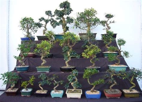 wholesale bonsai plants for sale